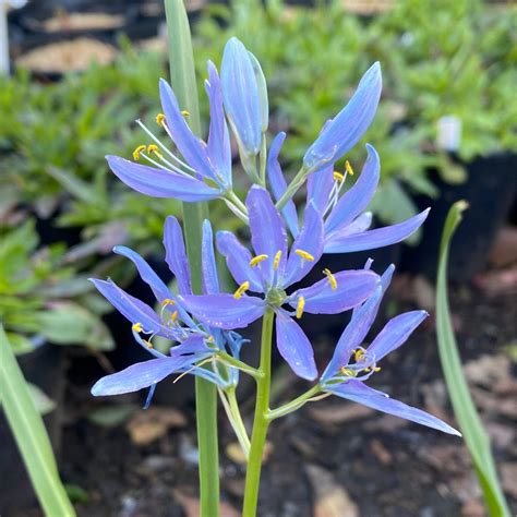 caamsoda|Camassia quamash (common or small camas) .